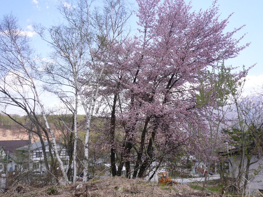 ５月の桜が満開